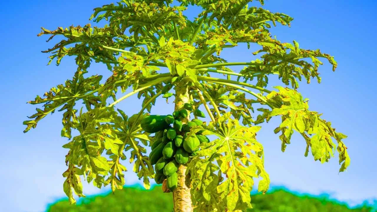 Quem planta uma dessas 12 árvores frutíferas costuma colher muito antes do que imagina