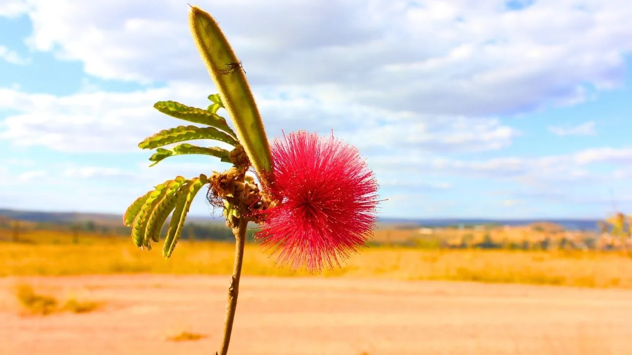 Pouca gente conhece estas árvores do Cerrado, mas elas escondem adaptações impressionantes à seca