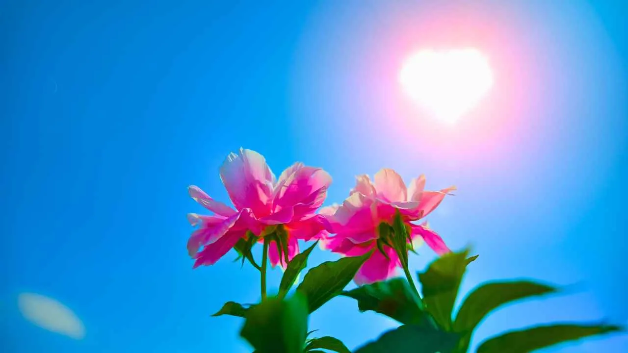 Estas flores enfrentam sol forte e continuam bonitas por muito mais tempo