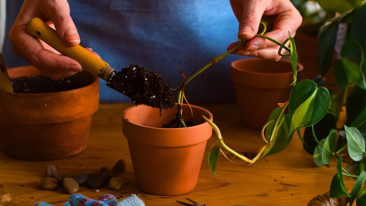 7 plantas que deixam qualquer kitnet mais bonita sem ocupar espaço