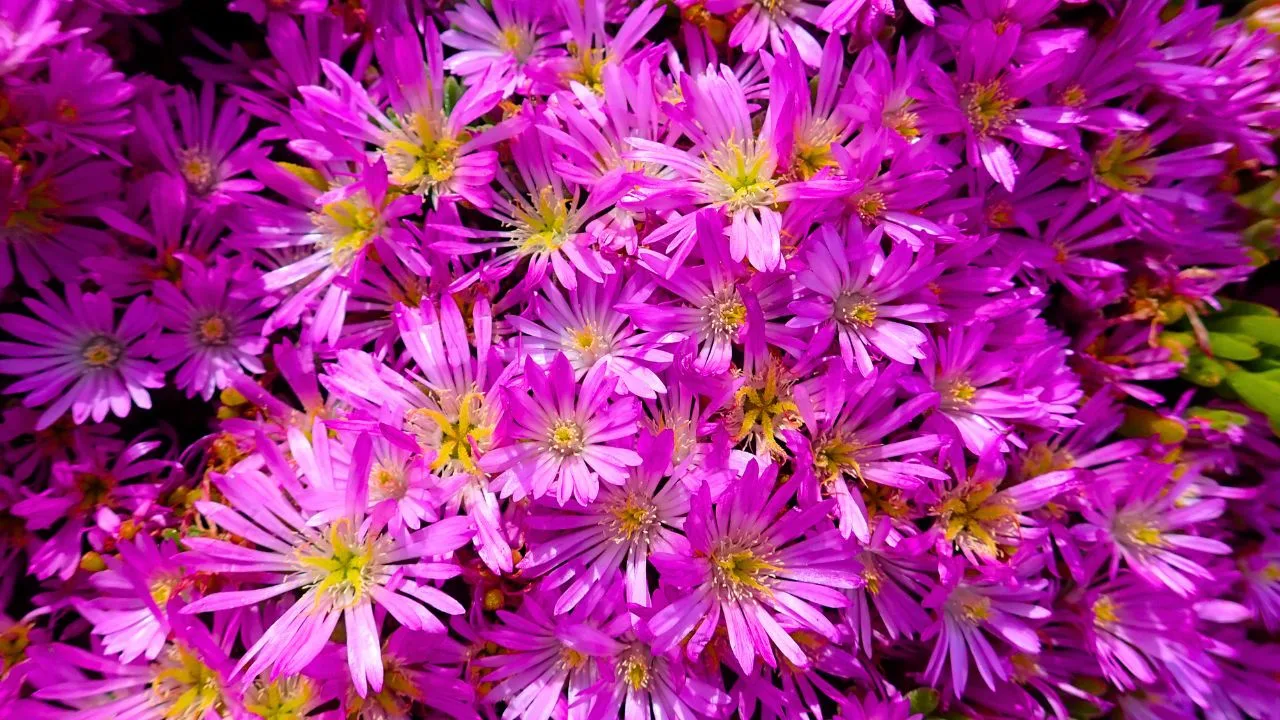Esta flor colorida se espalha pelo jardim e deixa vasos cheios por muito mais tempo